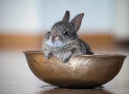 1 netherland dwarf siamese sable buck. Rabbits For Sale