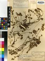 Image result for Aeollanthus rehmannii