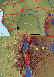 Image result for Isoetes welwitschii