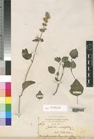 Image result for Justicia flava