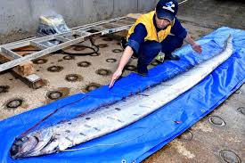 Deep sea creatures found after tsunami. Oarfish Appearances Stir Fears Of Earthquake Tsunami In Japan Taiwan News 2019 02 02 13 14 00