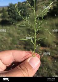 Image result for Schkuhria pinnata