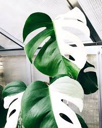 Olivra Homedecor On Instagram Gorgeous Variegated Monstera Tag One Of Your Friends Follow Us For More Oliv Unusual Plants Plants Variegated Plants