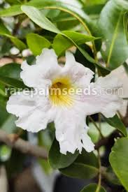 Image result for Tabebuia heterophylla