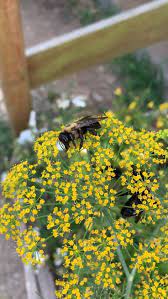 Discover flowers and herbs to attract good bugs to your garden. 15 Edible Flowers You Should Grow In Your Vegetable Garden Companion Planting Vegetables Garden Companion Planting Edible Flower Garden