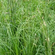 Image result for Cynodon dactylon