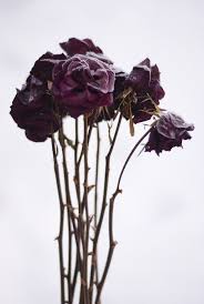 Beauty In Death Beautiful Flowers Flowers Purple Roses