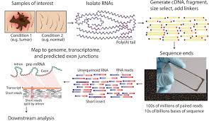 Rna Seq Data Generation A Typical Rna Seq Experimental Workflow Download Scientific Diagram