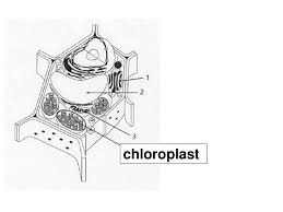 Achieveressays.com is the one place where you find help for all types of assignments. Review Cell Organelles Ppt Download