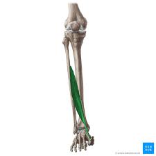 This video covers the anatomy of the extensor digitorum longus muscle of the leg: Extensor Hallucis Longus Attachments Innervation Action Kenhub