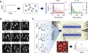 Check spelling or type a new query. Nf Kb Responds To Absolute Differences In Cytokine Concentrations Science Signaling