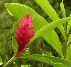 Zingiber Officinale Ginger Ginger Plant Ginger Flower Hawaiian Plants