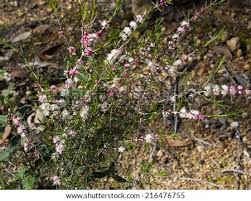 Tulips only bloom in the springtime. West Australian Sweet Scented Wild Flower Pink And White Swan River Myrtle In Full Spring Bloom At Crooked Brook National Park West Australia In Early Spring Stock Images Page Everypixel