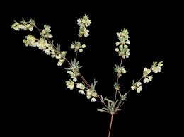 Image result for Psammotropha myriantha