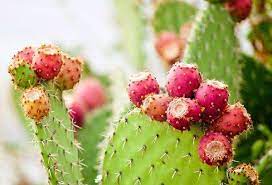 The flat paddles have their thorns removed and are then cut into slices. Opuntia Cactus Species Cultivation And Care At Home