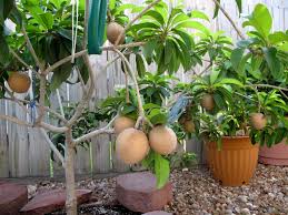 What is a good size pot for my fruit tree? Forum Fruit Trees Growing In Pots Successfully