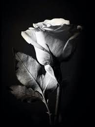 Black And White Rose Wallpaper Drawing Pin By Laetitia Du Plessis On Monohrom Black And White Roses Black And White Flowers Flower Drawing
