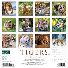 Tigers 2022 Wall Calendar: Willow Creek Press: 9781549219825: Amazon.com:  Books