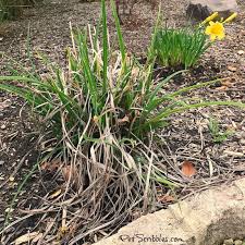 If they survive i will be planting them outdoors come spring and then as the years go this may encourage you to collect your seeds from the daylilies and try and experiment with growing them from seed. How To Prune Stella D Oro Daylilies Daylilies Day Lilies Landscape