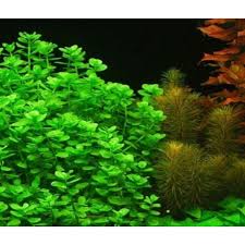 Image result for Bacopa crenata