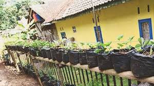 Apakah anda memiliki pekarangan kecil di rumah,namun bingung hendak menanam apa ? Inspirasi Berkebun Di Masa Pandemi Caknun Com