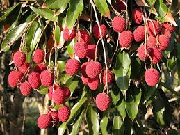 Résultat de recherche d'images pour "lychee trees"