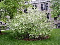 Image result for Chionanthus niloticus