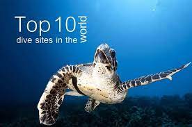 On a typical cozumel dive trip, you will likely see turtles, moray eels, nurse sharks, and lots of colorful tropical fish. Top 10 Best Places To Dive In 2021 Find The Worlds Best Diving