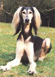60 Arabic Dog Names Saluki Dogs Dogs Dog Names