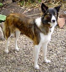 Are There Brindle Border Collies Can They Be Full Blooded Border Collies Or More Of A Mix With Other Breed Quora Meet pansy, an adopted border collie mix dog, from phoenix rising border collie rescue in athens, ga on petfinder. are there brindle border collies can