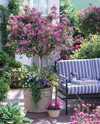 Syringa Meyeri Palibin Zwergflieder Bild Kaufen 12143851 Friedrich Strauss Gartenbildagentur Flieder Gartengestaltung Ideen Kubelpflanzen