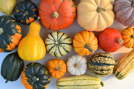 Image result for Cucurbita