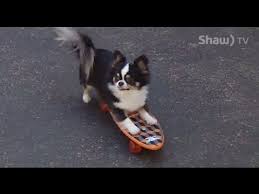 Our adoption center and clinic is open by appointment with approved application. Nanaimo Kennel Club Long Hair Chihuahua Youtube