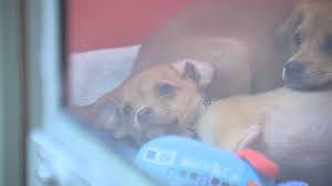 We specialize in helping small dogs in the greater kansas city area including both missouri and kansas. Wayside Waifs Asks For Help Getting 15 New Puppies Adopted