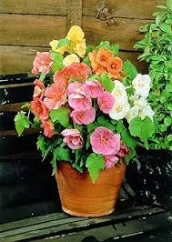 Image result for Aeollanthus homblei