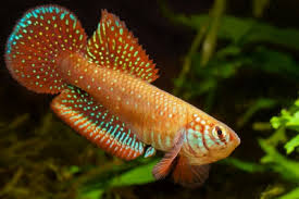 Image result for Hylebates cordatus