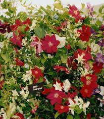Ernest markham has cheery magenta flowers from midsummer to mid autumn. Clematis Ernest Markham Taylors Clematis