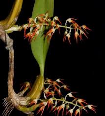 Image result for Bulbophyllum josephi
