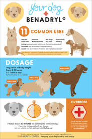 5 Things Dog Owners Should Know About Giving Benadryl To Dogs Dog Benadryl Dog Care Tips Dog Care