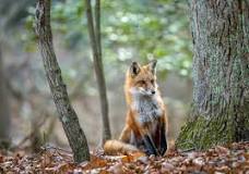 Image result for how many species live in the deciduous forest