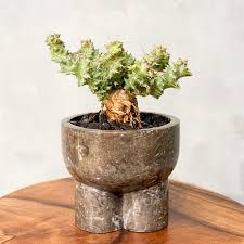 Image result for Euphorbia clavigera