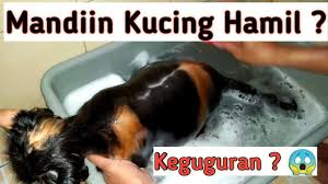 Dalam periode tersebut, terdapat banyak perubahan yang harus dipahami, seperti kutipan dari proplan. Cara Merawat Kucing Hamil Hingga Melahirkan