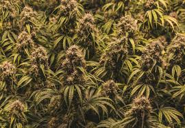 If you're using an area that is smaller than 5 square feet, consider using a fluorescent or hps 250w light. Sea Of Green Sog Everything You Need To Know Sensi Seeds