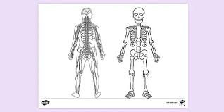 The best way to use an anatomy coloring page is to choose a specific color for each structure and then link this color to the matching label. Free Anatomy And Physiology Colouring Page Teacher Made