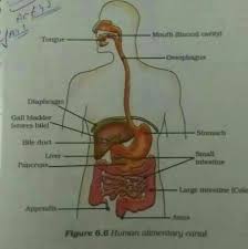 Explain The Process Of Nutrition In Human Beings Brainly In