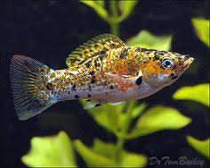 Poecilia, a genus of fishes collectively known as mollies. 25 And Mollies Ideas Molly Fish Aquarium Fish Tropical Fish