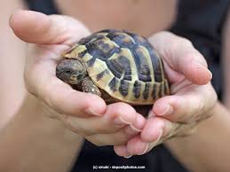 Die faustregel hierbei ist, dass das aquarium mindestens fünf mal so lang und 2,5 mal so breit sein sollte wie die panzerlänger der schildkröte. Haltung Griechische Landschildkorten Artgerecht