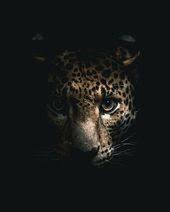 النمر نمر صور نمور طريقة حيوان حيوانات صور نمر النمر الوردي صور نمور صور النمر قناة النمور أسد ضبع الغابة صور نمر الاسود سوريا صور الن cat dark cat attack cats