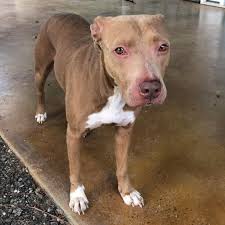 Just in case some is missing their pup. She has not long been gone from her  home. Alice Wright