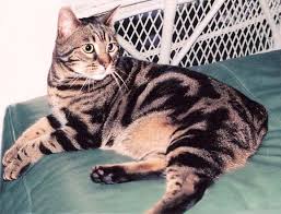 While most commonly seen in the brown spotted bengal temperament and personality. Bengal Cat Facts Bengal Cat World